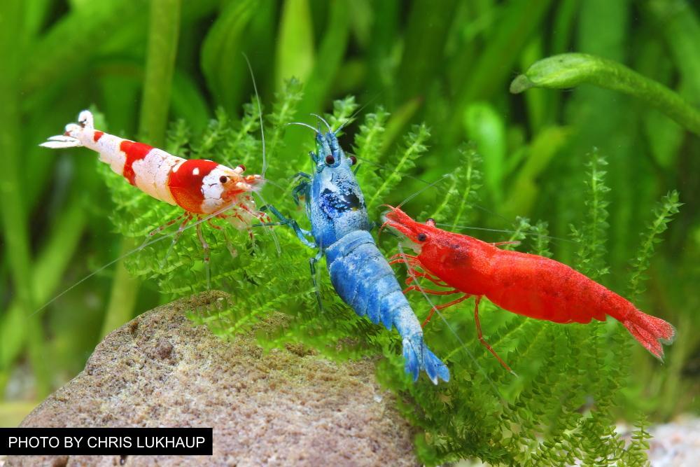 Freshwater Shrimp Keeping and Shrimp Safe Products