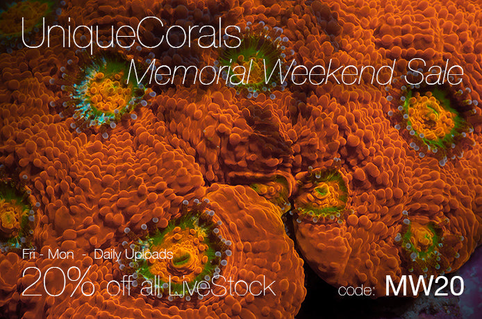 Happy Memorial Day Weekend, Huge Sale Going On!