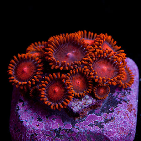 Zoas & Palys